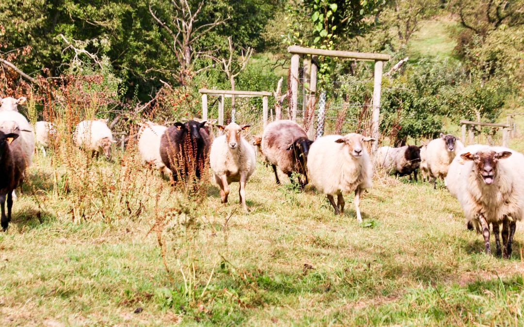 Autour de 100 moutons circuleront samedi  depuis la place Saint-Lambert jusqu’aux Coteaux