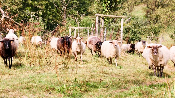 Autour de 100 moutons circuleront samedi  depuis la place Saint-Lambert jusqu’aux Coteaux