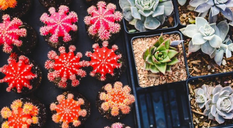 Bourse aux plantes rue Grétry ce jeudi
