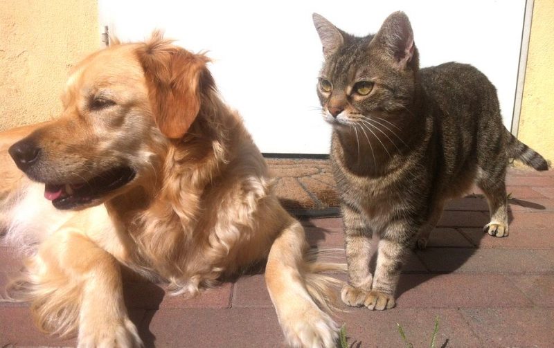La clinique vétérinaire de l’ULg cherche chiens et chats donneurs de sang