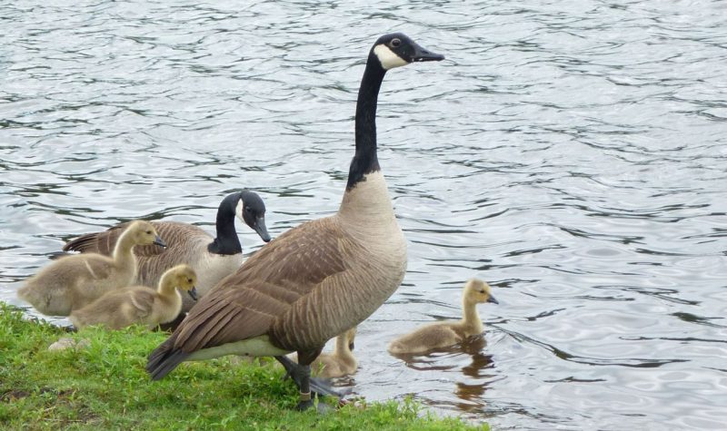 Euthanasie d’oies au parc de la Boverie
