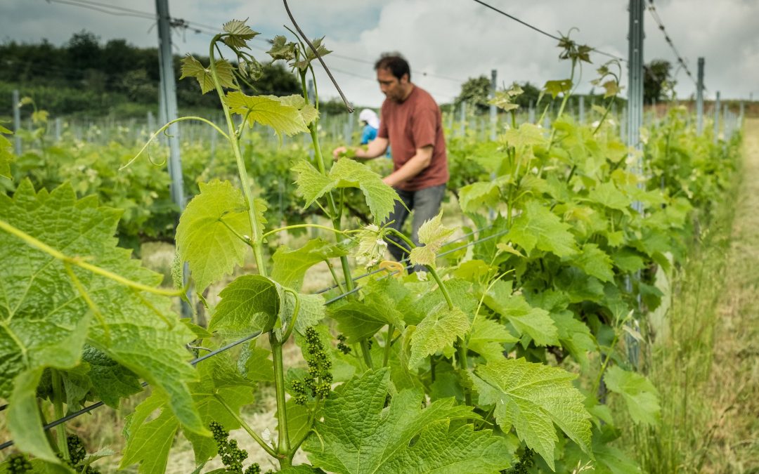 Inutile de courir en France pour faire les vendanges