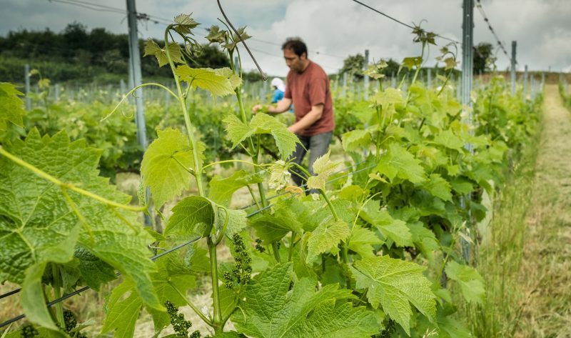 Les pré-commandes de Vins de Liège 2020 disponibles