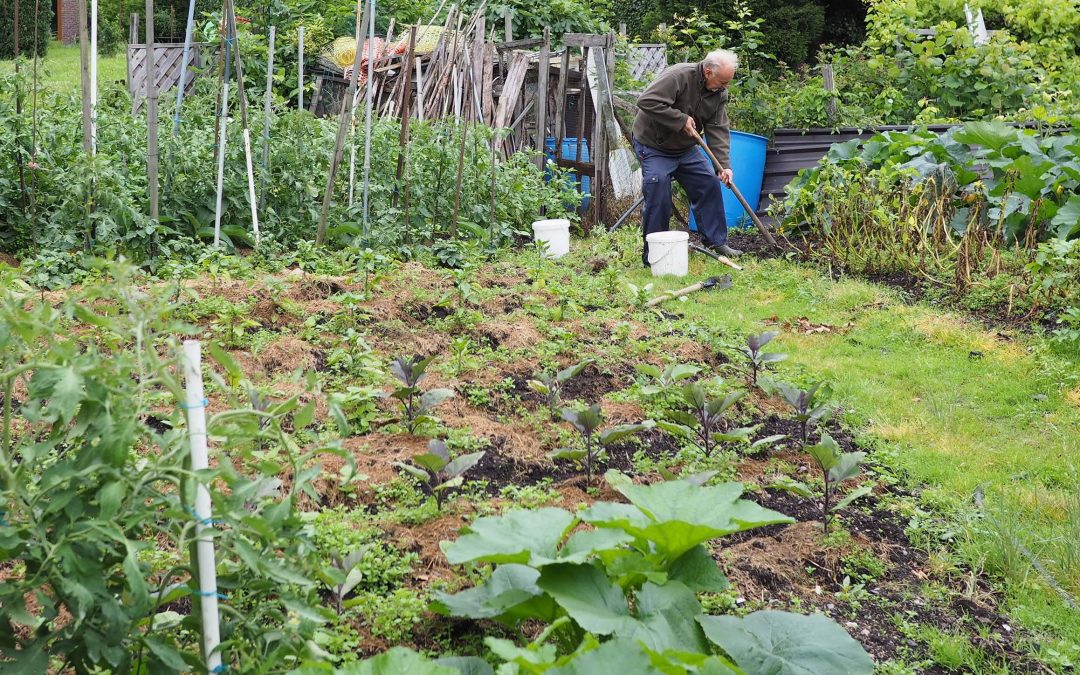 Le potager collectif de Bressoux pollué aux métaux lourds