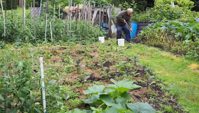 Potager collectif de Bressoux : consommer les légumes est toujours déconseillé