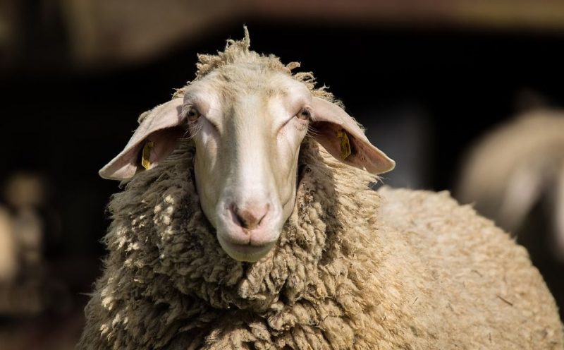 Fête du Sacrifice: interdiction de transporter un mouton dans le coffre de sa voiture