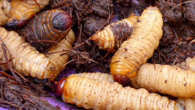 Bientôt un restaurant à insectes à Liège: « les gens viendront à nous »!