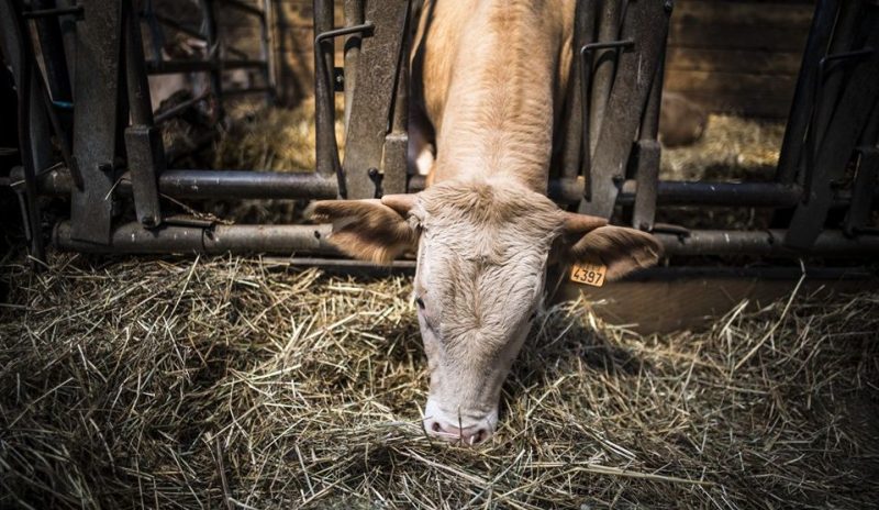 Lantin: l’extension de la prison menace la Ferme à l’Arbre