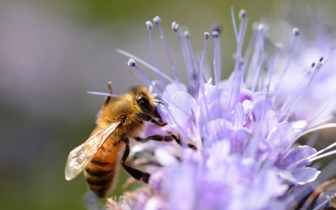 Des abeilles pour surveiller l’état de santé des riverains