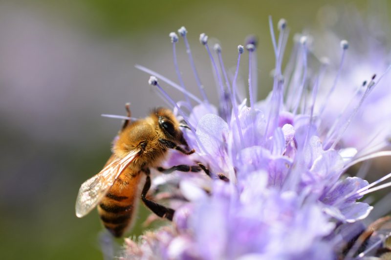 Des abeilles pour surveiller l’état de santé des riverains