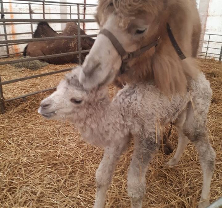 Cirque Bouglione : naissance de deux chamelons