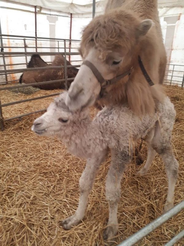 Cirque Bouglione : naissance de deux chamelons