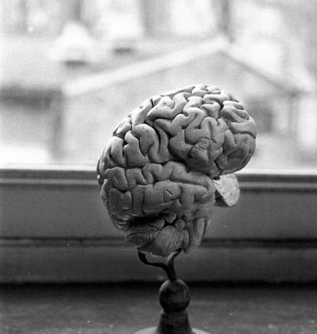 C’est la semaine du cerveau à l’Université de Liège