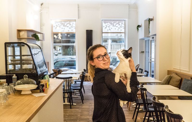 Le premier bar à chats liégeois ouvre ce vendredi au centre-ville