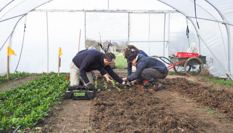 La Ville cherche des candidats pour développer une agriculture urbaine professionnelle
