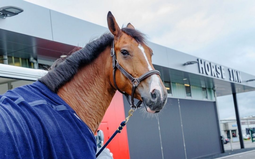 300 chevaux transiteront par l’aéroport de Liège dans les prochains jours