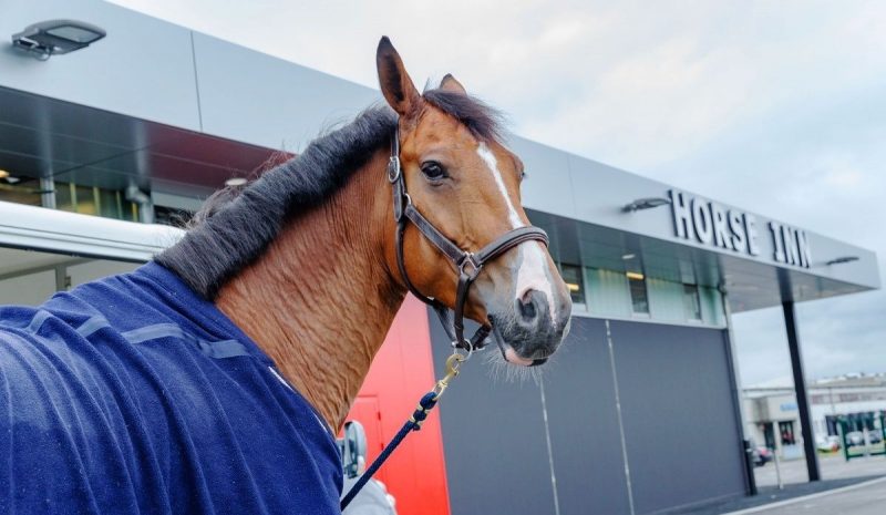 300 chevaux transiteront par l’aéroport de Liège dans les prochains jours