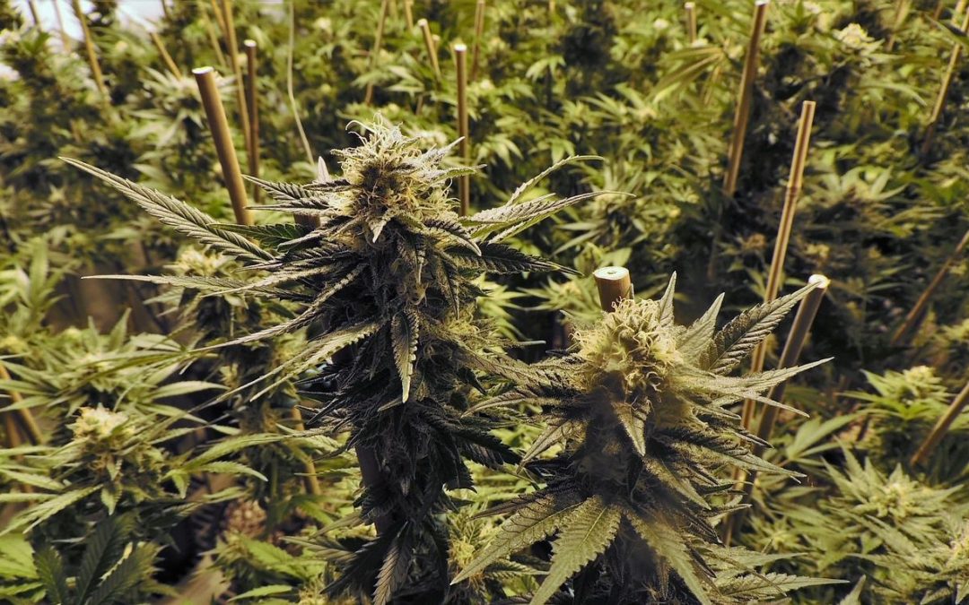 Plantation de cannabis démantelée au-dessus d’un restaurant à couscous