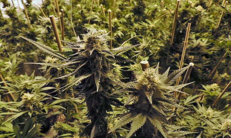 Plantation de cannabis démantelée au-dessus d’un restaurant à couscous