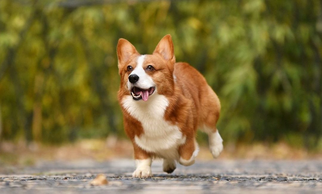 Une maladie mortelle pour les chiens détectée en région liégeoise
