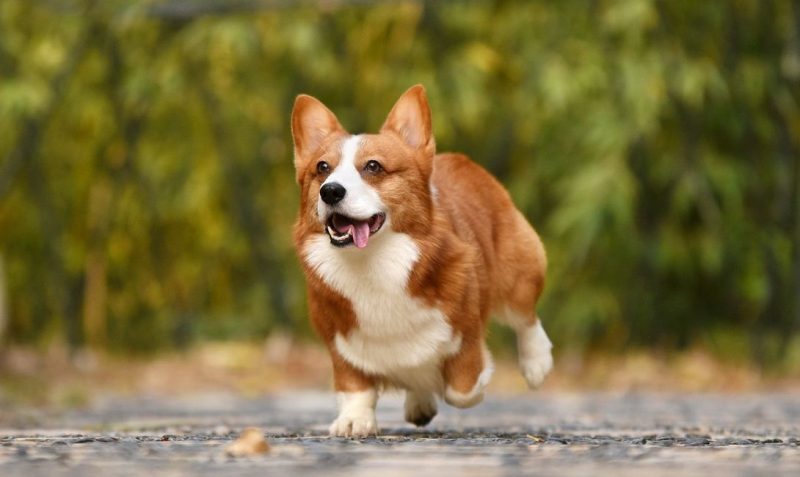 Une maladie mortelle pour les chiens détectée en région liégeoise