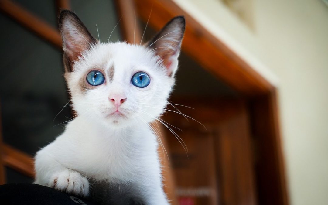 Campagne de stérilisation des chats liégeois