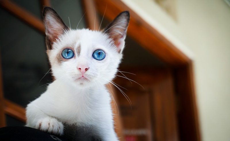 Campagne de stérilisation des chats liégeois