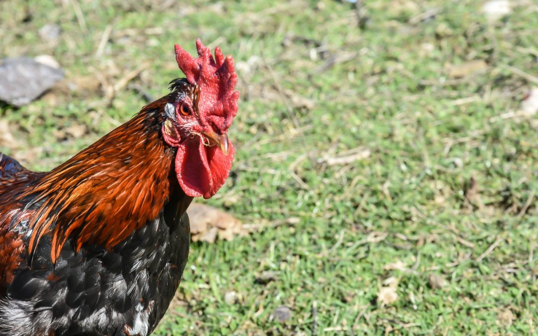 Nouvel abattoir pour volailles à Grâce-Hollogne