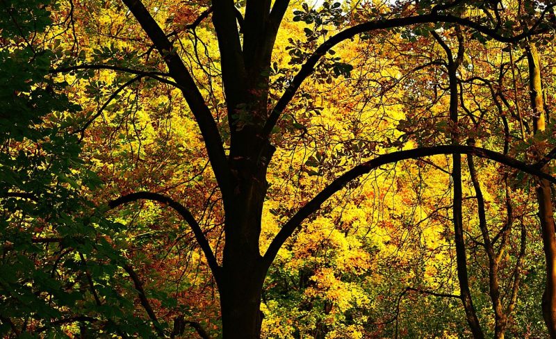 Il ne faut plus demander de permis pour abattre un gros arbre à Liège