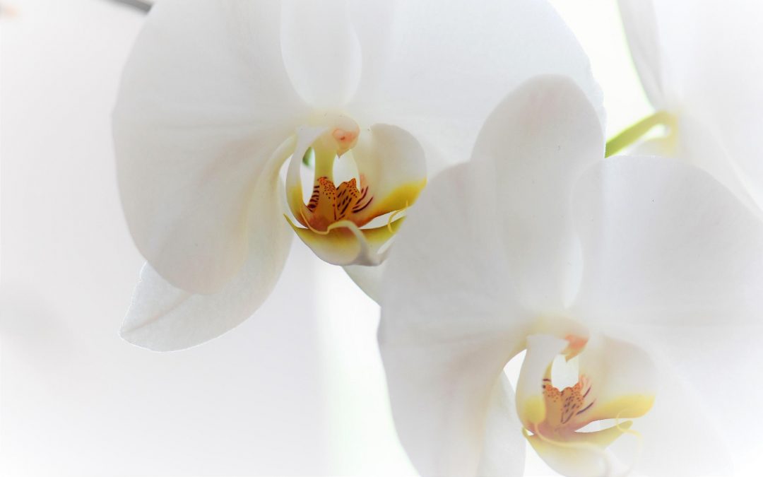 Agenda ► Rempotons nos orchidées