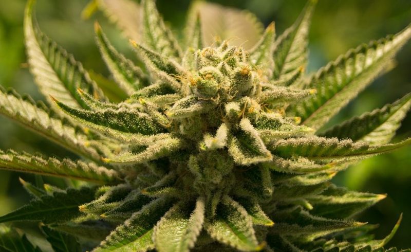 Un inspecteur de Resa aurait aidé des planteurs de cannabis liégeois