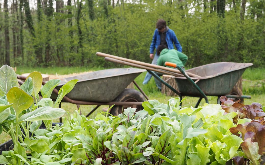 La Ville recherche des citoyens pour créer ensemble un grand potager collectif rue Sainte-Beuve