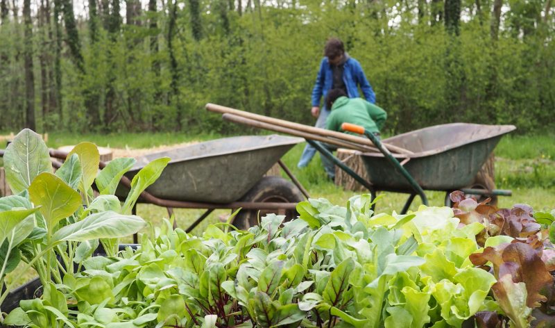 La Ville recherche des citoyens pour créer ensemble un grand potager collectif rue Sainte-Beuve