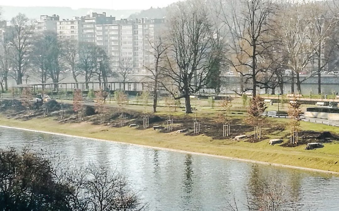 14 chênes ont été replantés à la place des peupliers parc de la Boverie