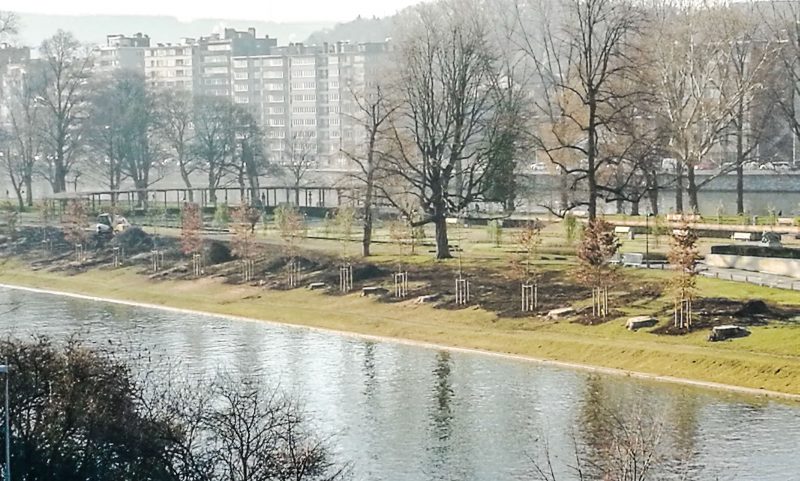14 chênes ont été replantés à la place des peupliers parc de la Boverie