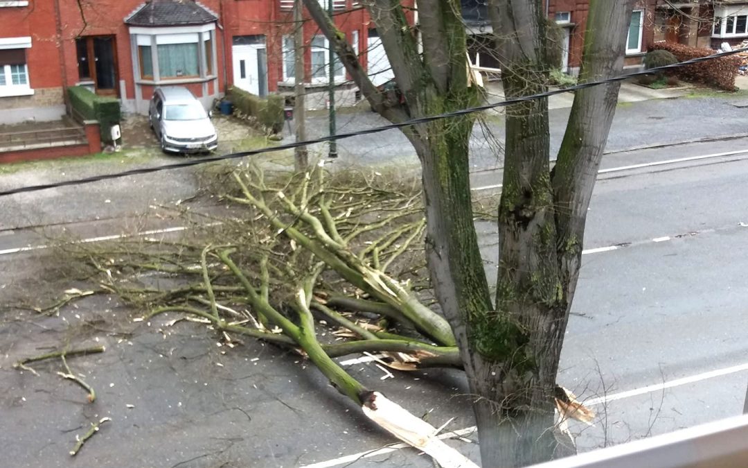 7 tilleuls vont être abattus boulevard de l’Ourthe: ils présentaient des risques de chute