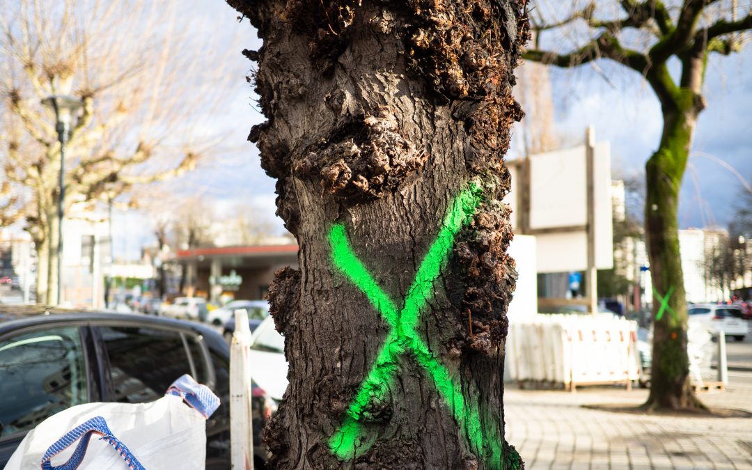 Enlèvement des arbres place des Carmes: “le problème, c’est le béton!”