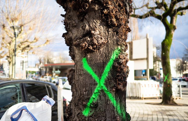 Enlèvement des arbres place des Carmes: « le problème, c’est le béton! »