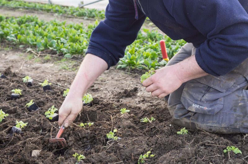 Un groupe de coopérateurs cherche à sauver les Compagnons de la Terre