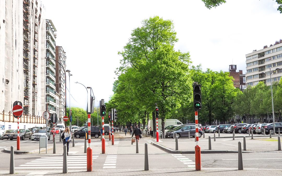 Plus de 250 arbres vont être abattus pour laisser passer le tram