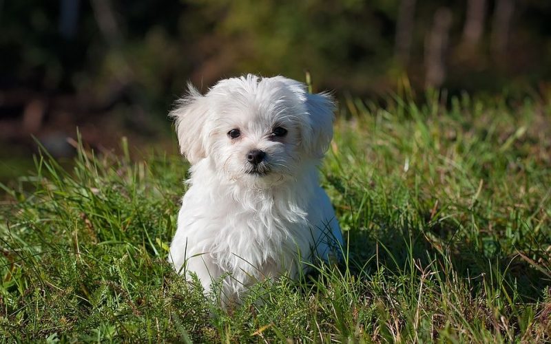 100.000 € pour le futur parc pour chiens de Cointe