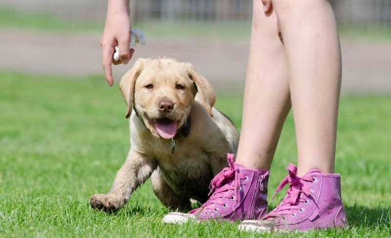 Deux chiens d’assistance suivront les cours cette année à l’Helmo Sainte-Croix