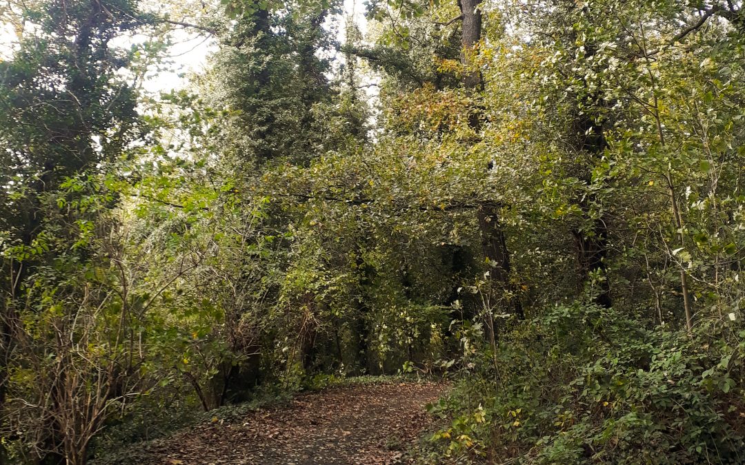 Cointe: plus de 1000 arbres menacés par un projet immobilier boulevard Kleyer