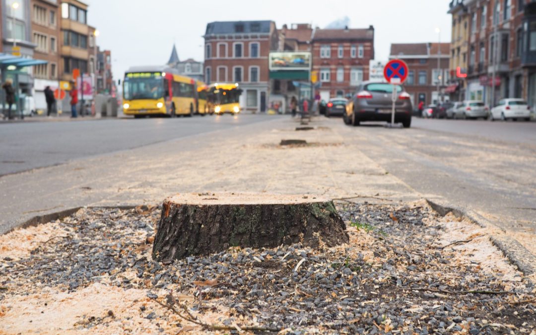 Tous les arbres de la place Général Leman ont été rasés