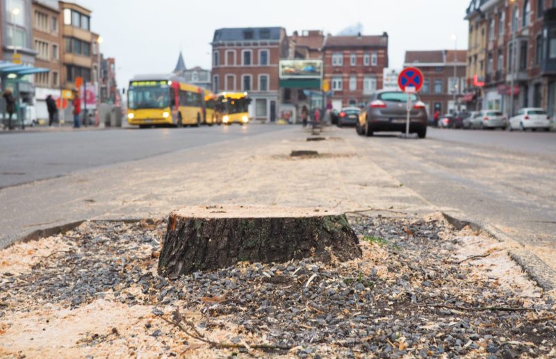 Tous les arbres de la place Général Leman ont été rasés