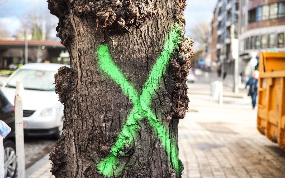 Tram: Liège abat 450 arbres mais ne replante que 900 promesses