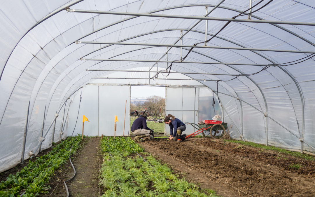 Les Petits Producteurs sous pression: « continuez à nous soutenir après la pandémie pour qu’ils puissent en vivre »
