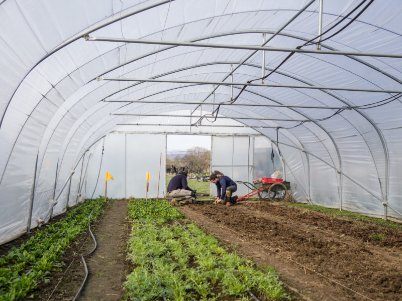 Les Petits Producteurs sous pression: « continuez à nous soutenir après la pandémie pour qu’ils puissent en vivre »