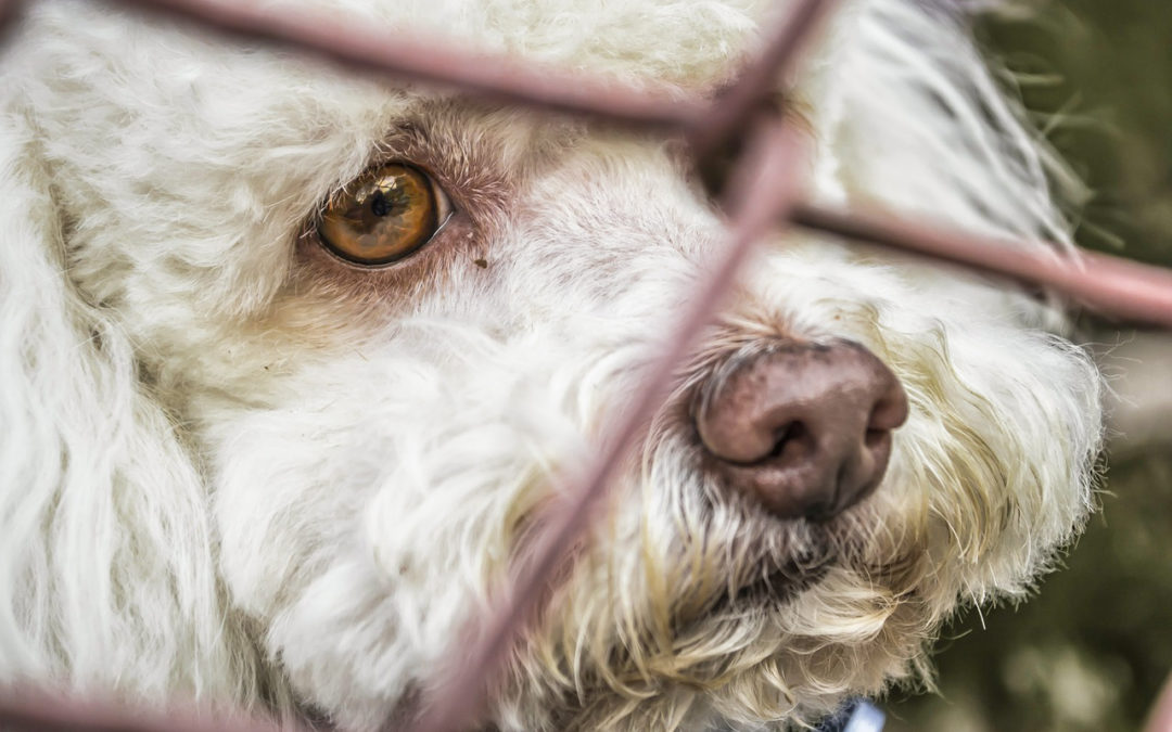 Jusqu’à 10.000€ d’amende pour les atteintes au bien-être animal