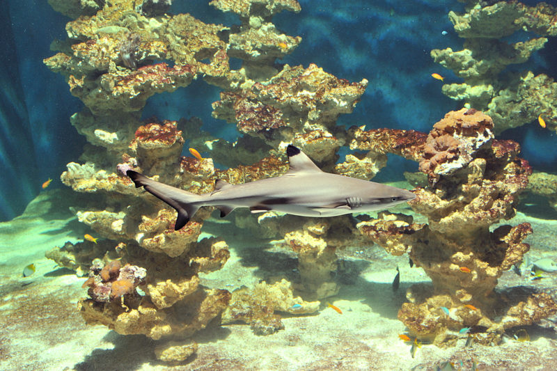 L’Aquarium et la Maison de la Science à nouveau ouverts